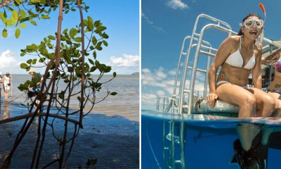 2 Day Reef (Passions of Paradise) & Rainforest Tour